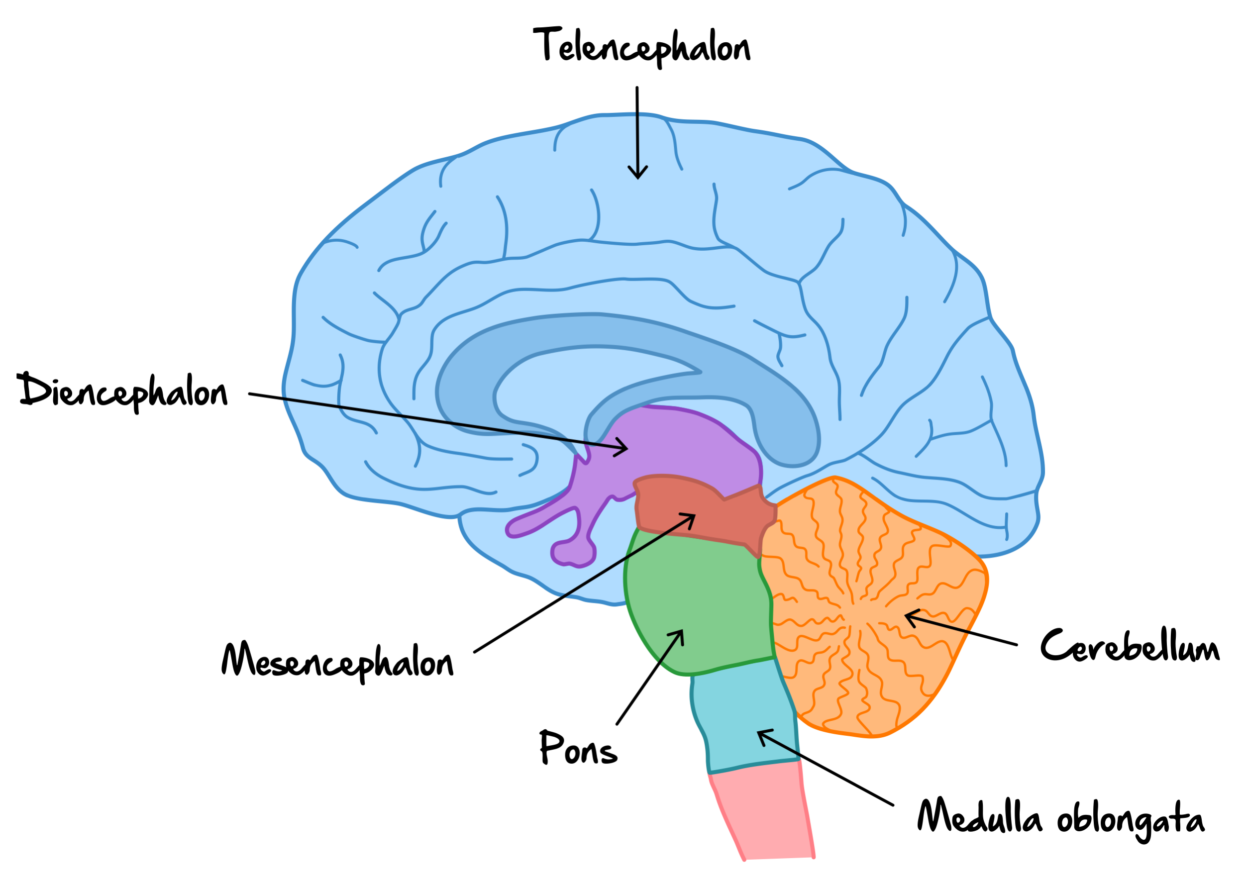 HAMNat Vorbereitung Biologie Nervenreizleitung